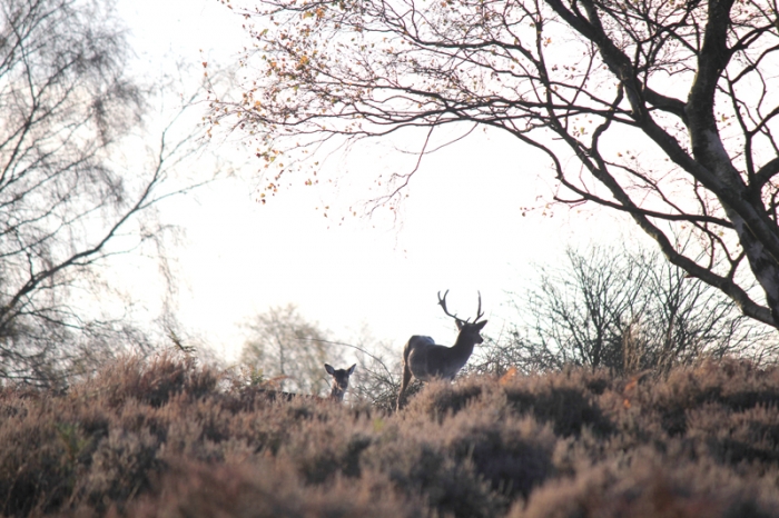 Stag, Cannock Chase, Staffordshire