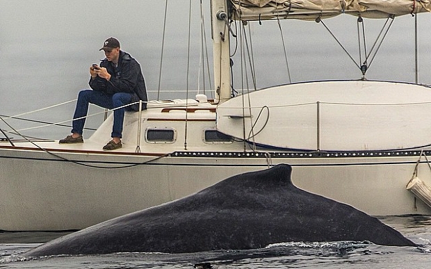 Texting man misses rare whale