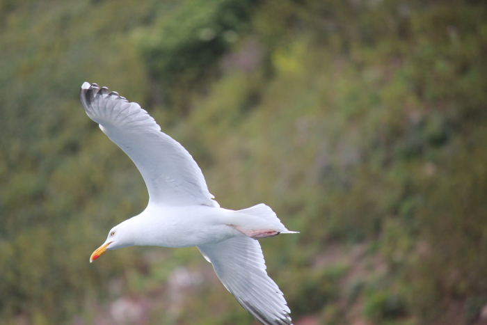 Gull on Puffin Island in Angelsey, June