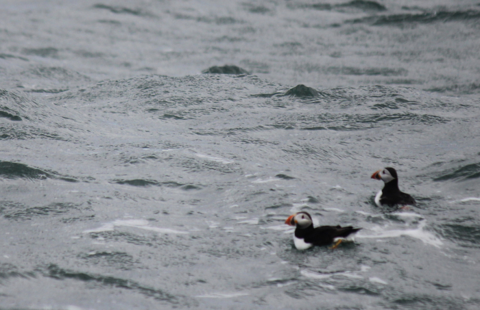 angelsey-birthday-june2015-puffins