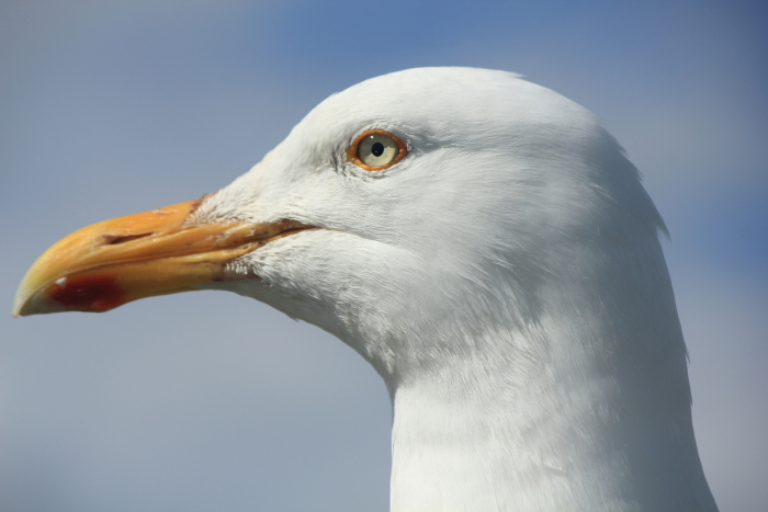 closeup-gull