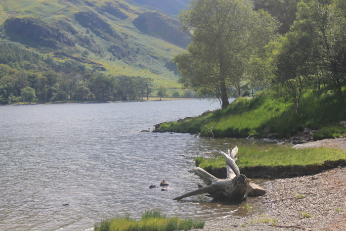 Shore of Lake Buttermere, July