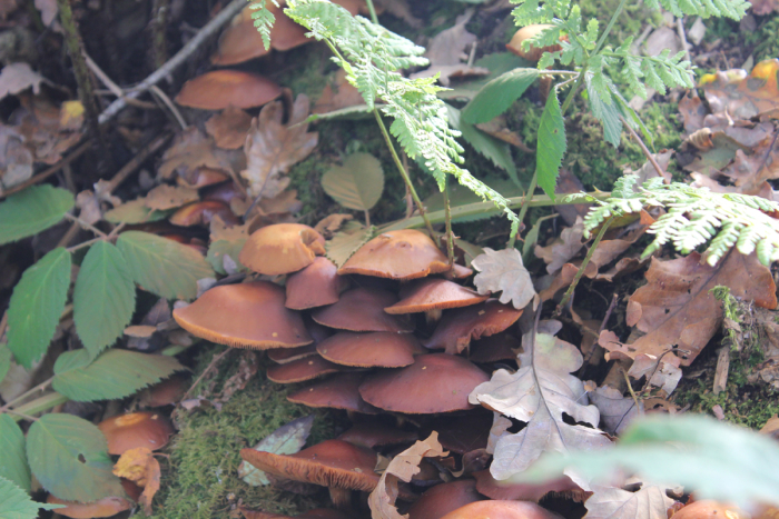 Fungi in Autumn