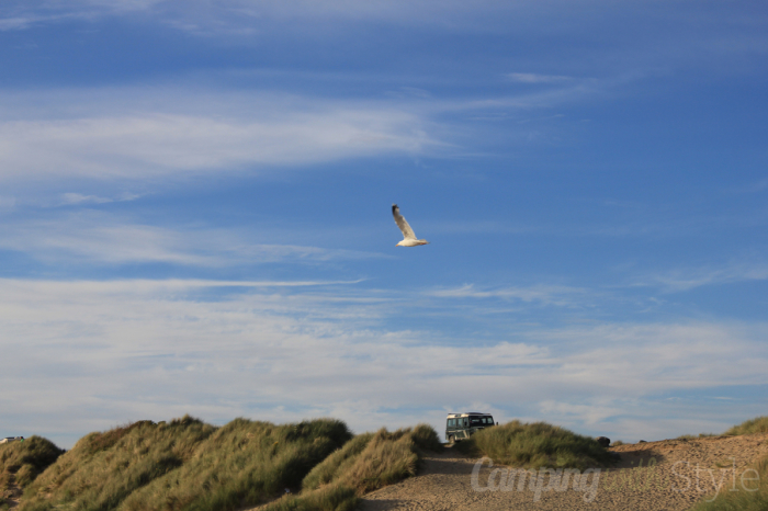 Shell Island gull