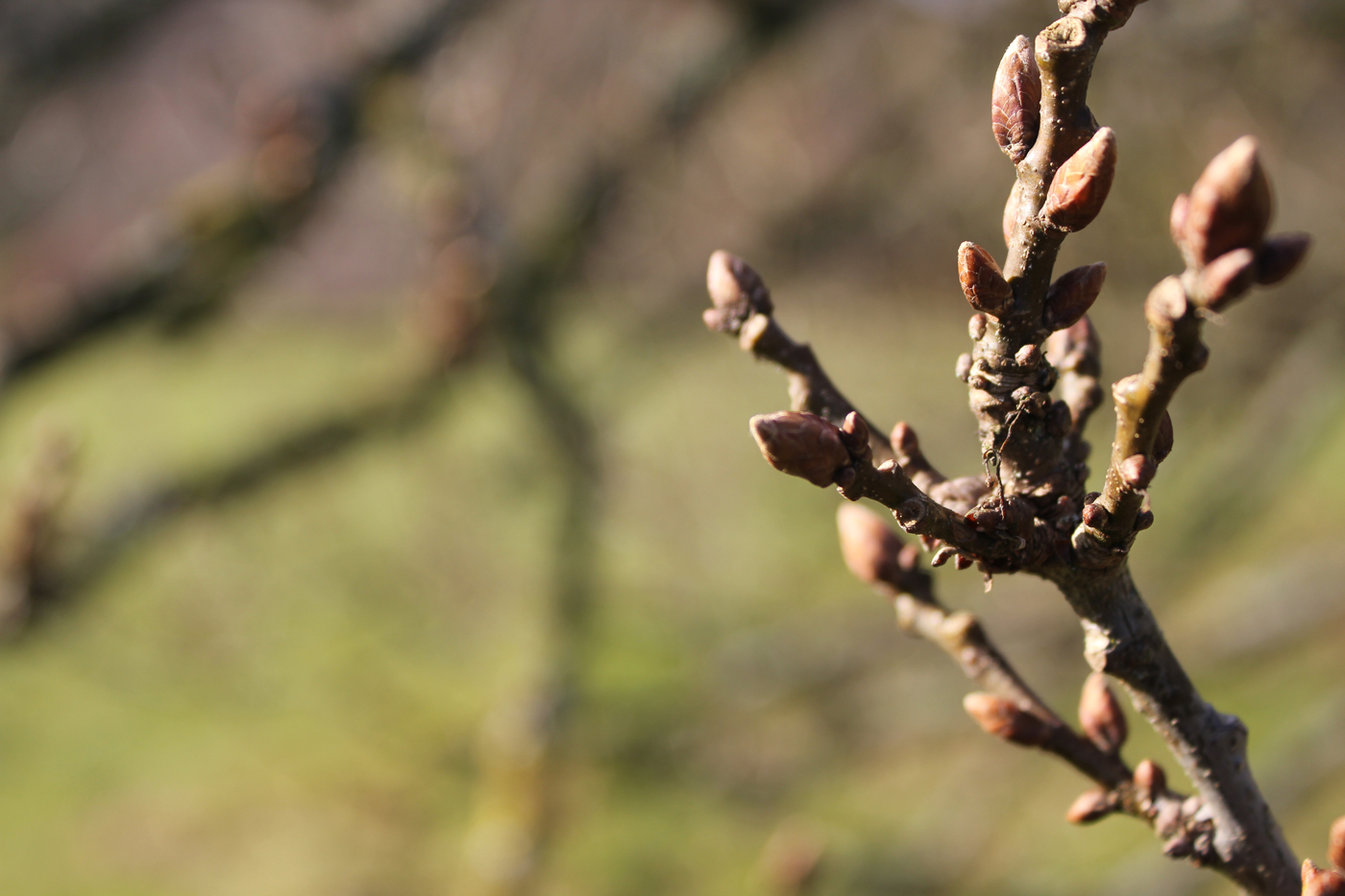 Spring buds on a treet