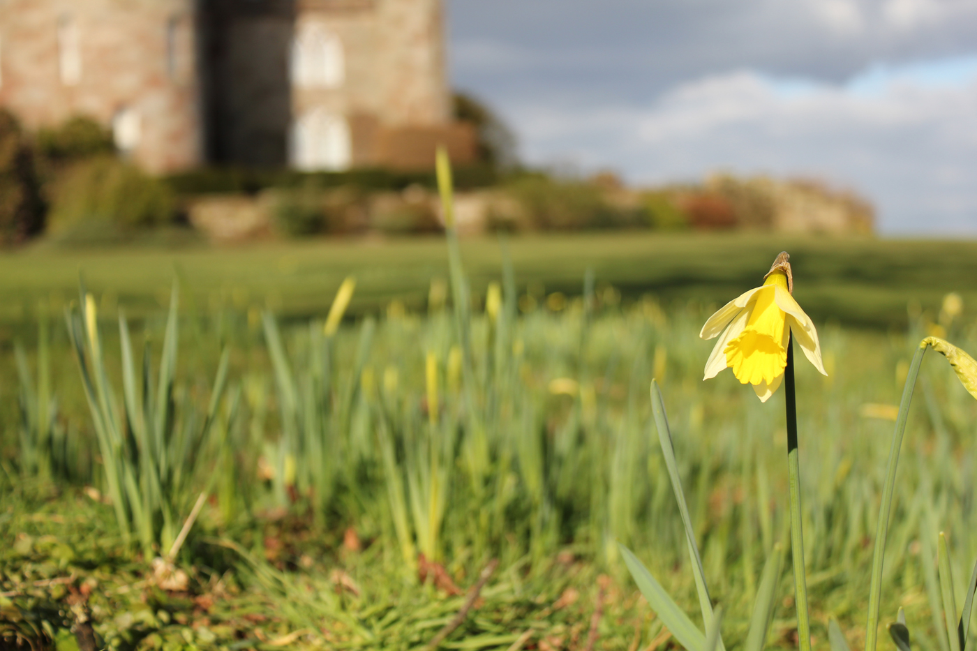 Daffodils at Cholmondeley Gardens