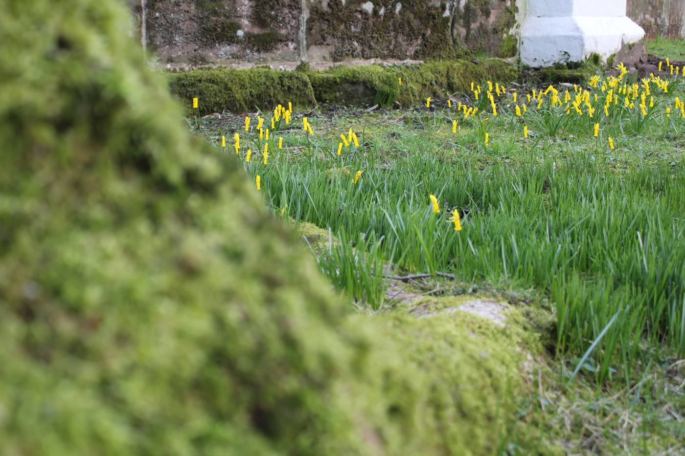 Daffodils at Cholmondeley Gardens