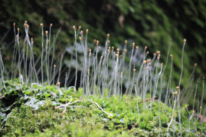 ludds-church-peak-district04