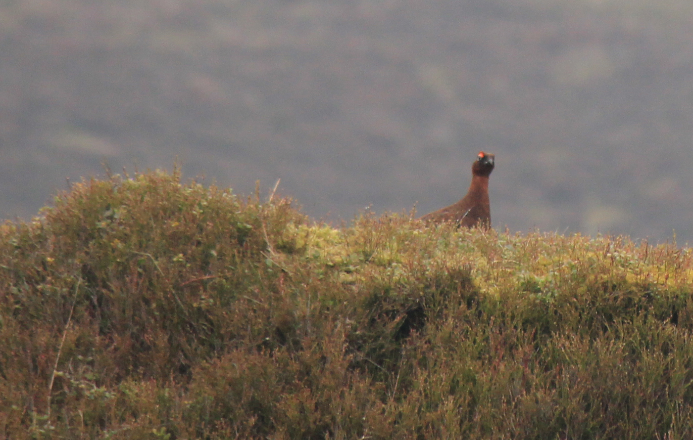 Red Grouse The Roaches
