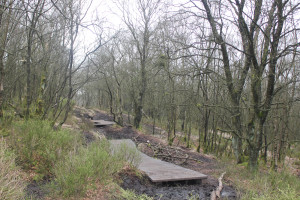 Path through ancient woodland leading to Lud's Church