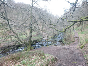 Woodland near Lud's Church
