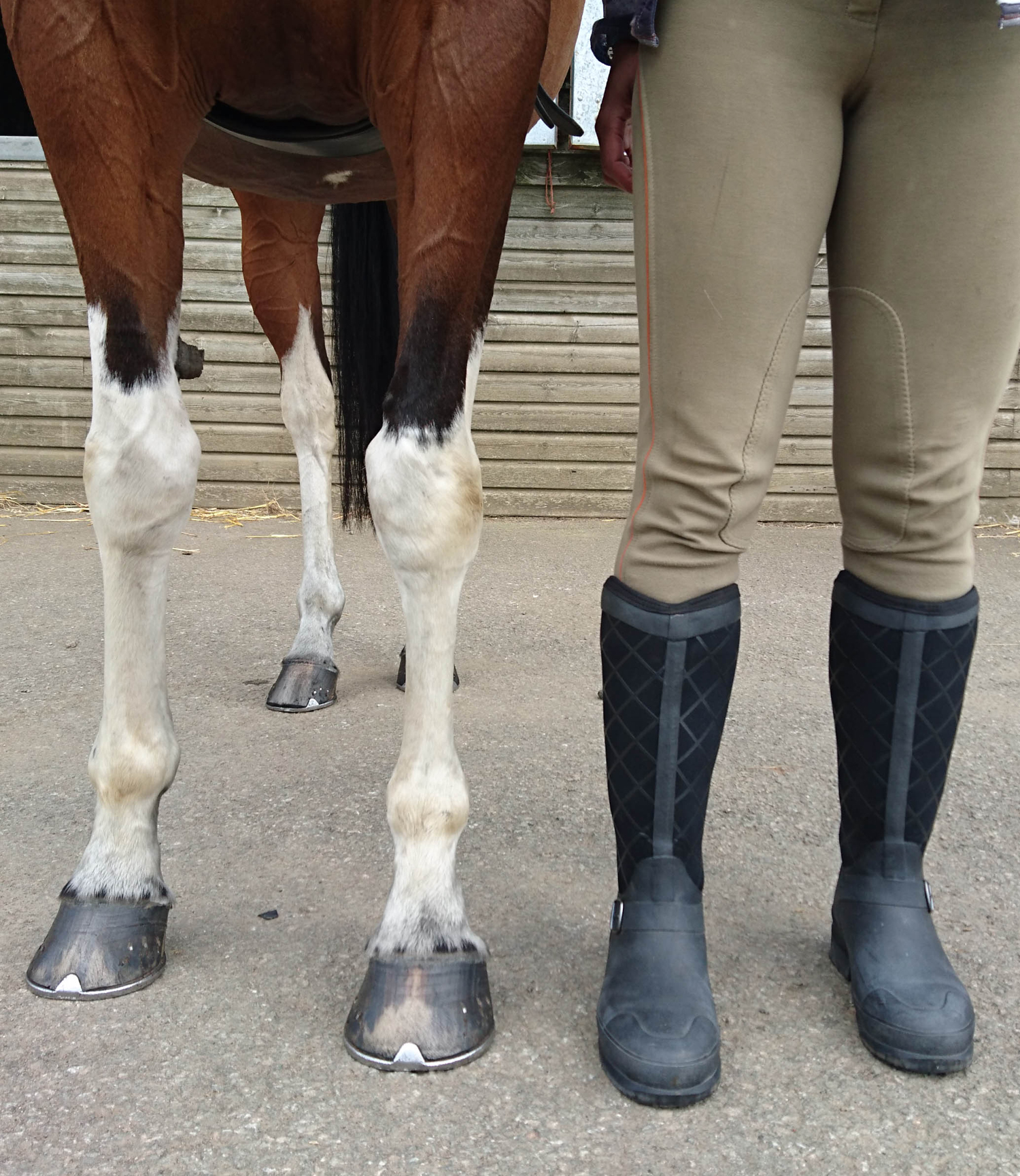 Pacy II Riding Boots from The Original Muck Boot Company - Review