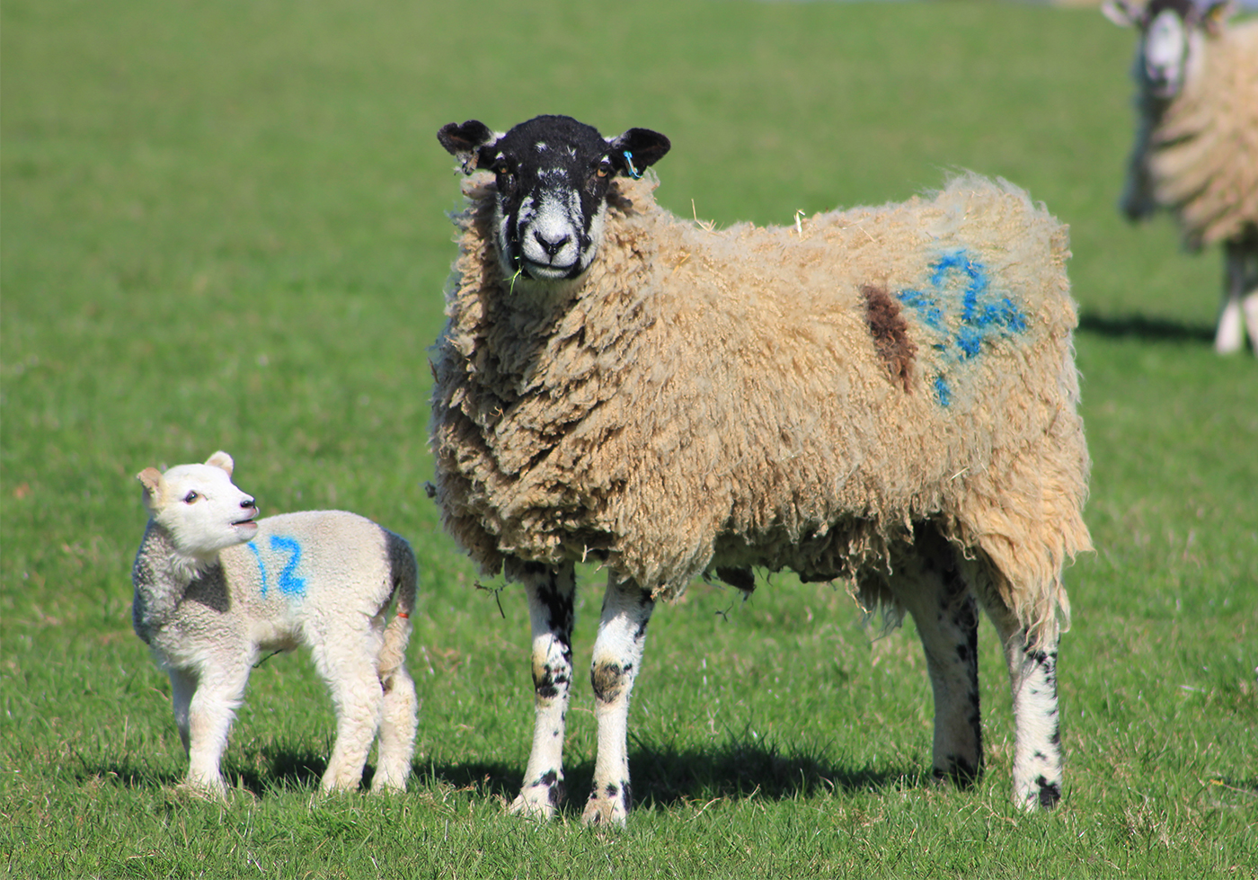 Lamb with mum at Oxfordshire Glamping