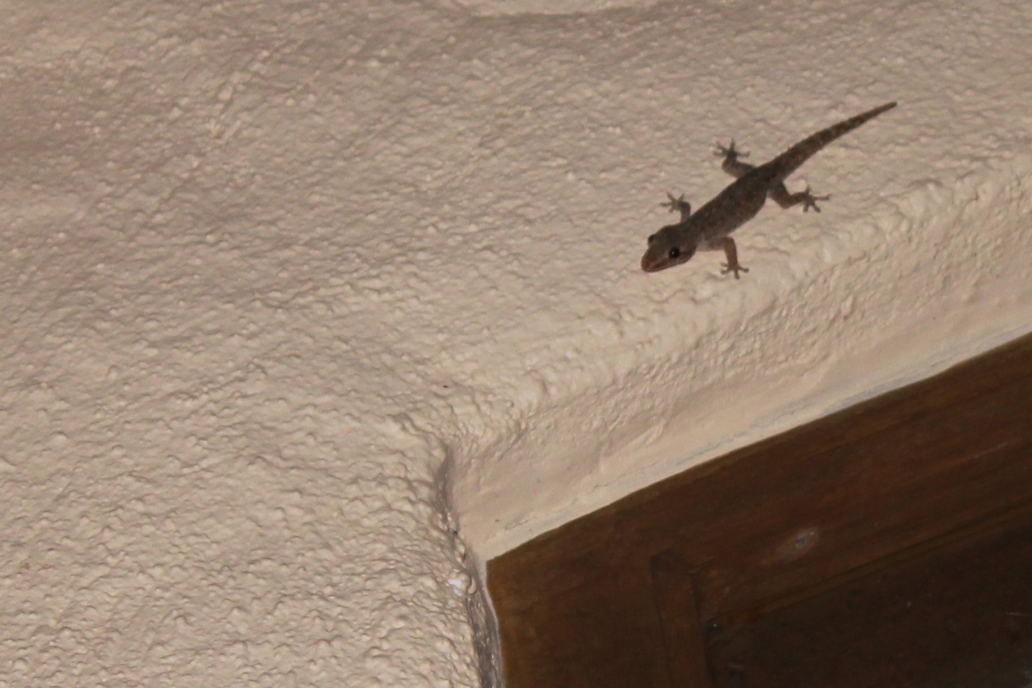 Gecko outside our villa