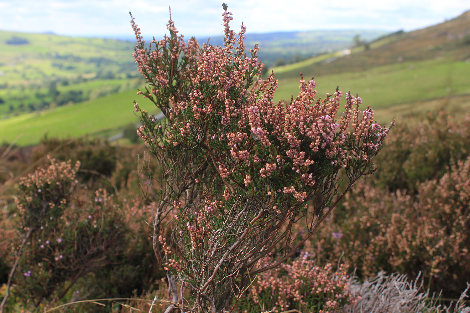 Heather at the Roaches