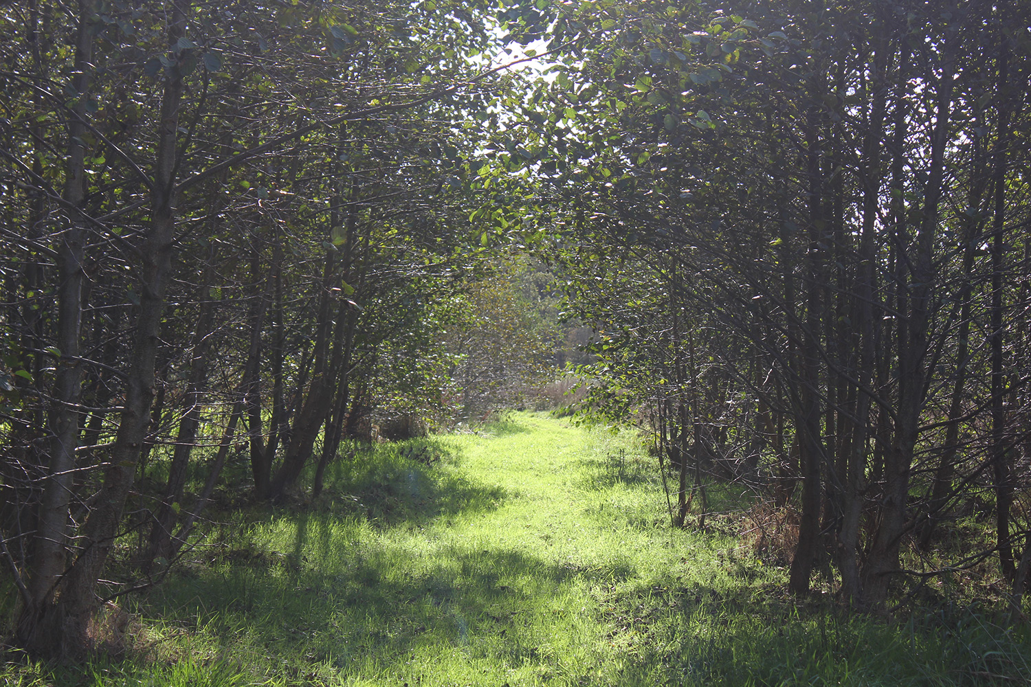 Round the Woods yurt glamping in Norfolk