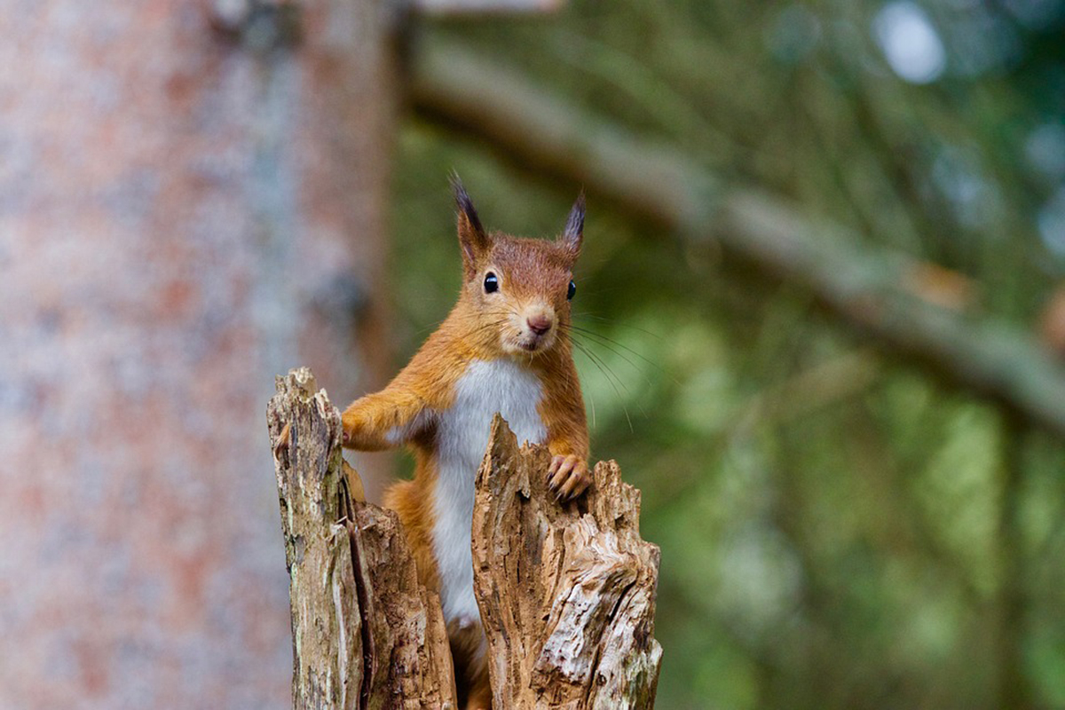 Where to spot red squirrels 
