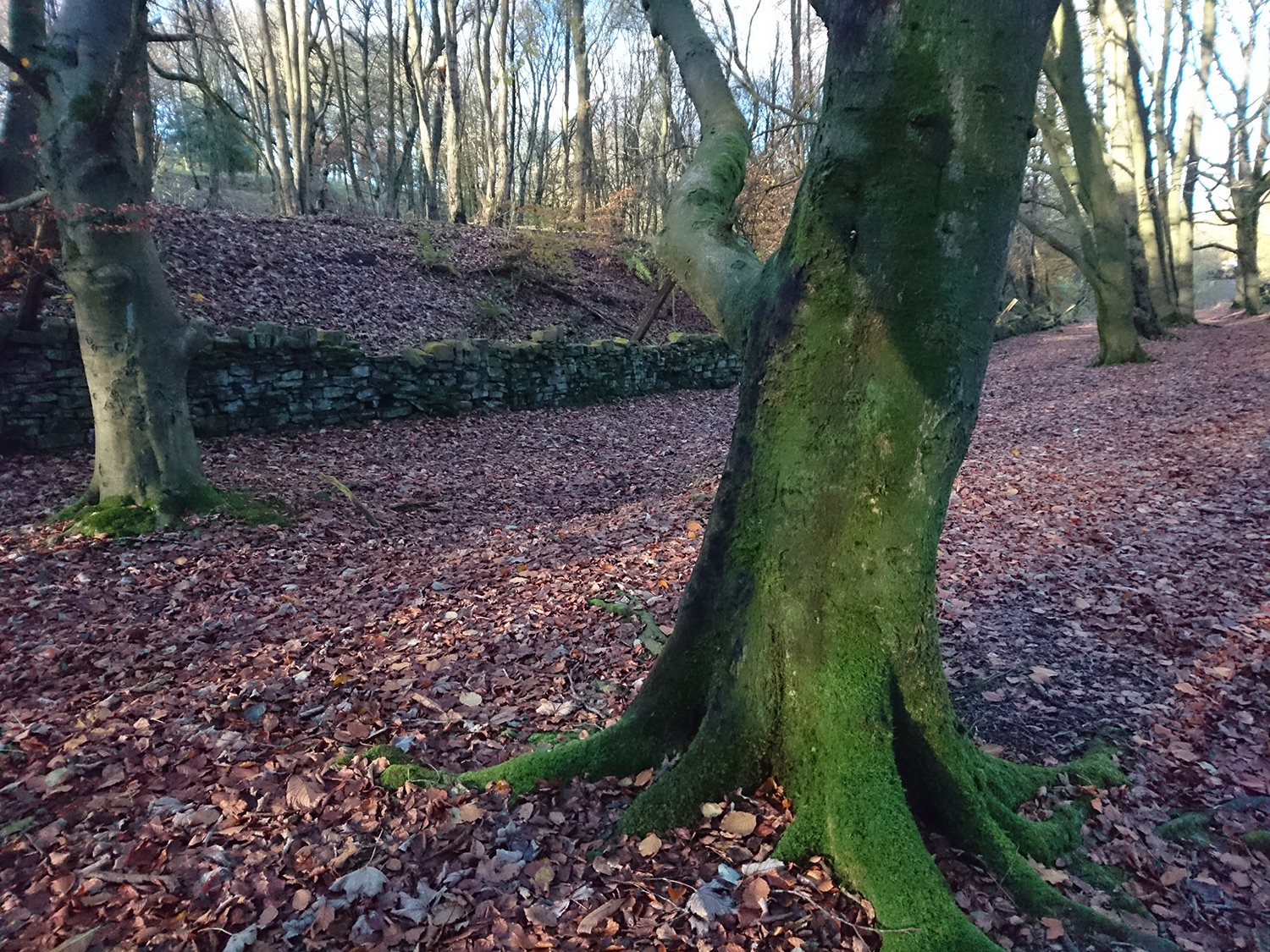 Nature therapy and mindfulness