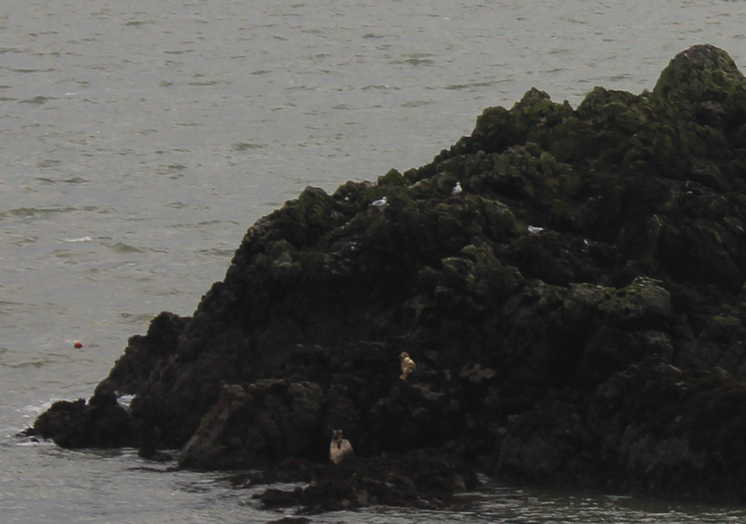 Seal pups at Landdwyn Island Angelsey