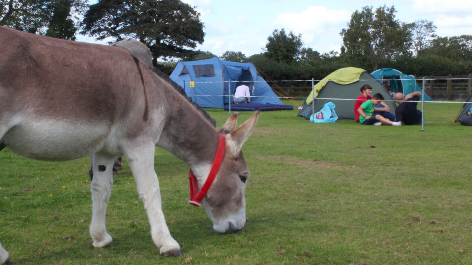 Pitch up for the ultimate VIP donkey experience