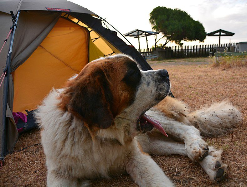 Camping with dogs, traveling safely