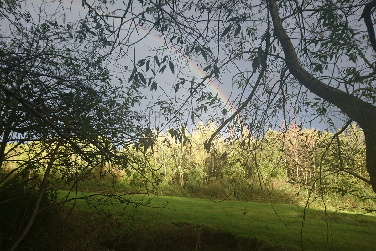 Forest Bathing in Brook Wood Sandbach