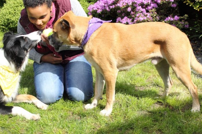 CAMPING | 5 Essential Tips for Camping With Your Dog