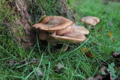 Fungi in The Forest