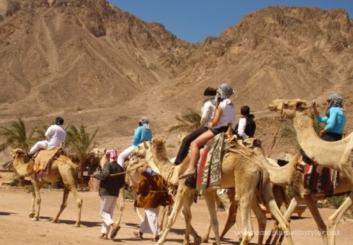 Camels in Dahab, Egypt