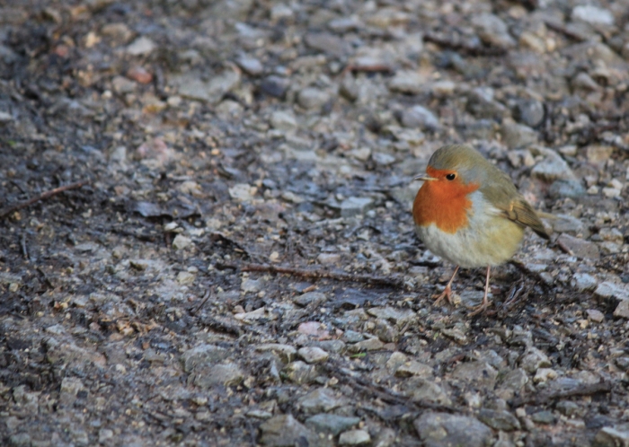 Robin