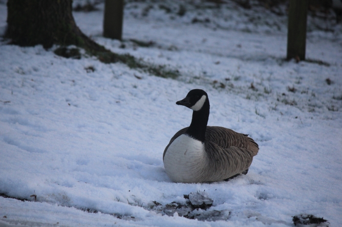 tittesworth-water-winter-walk-24