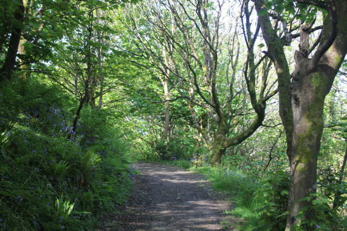 woodland-walk-down-to-woolacombe-bay