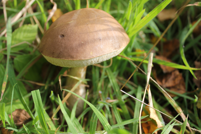 Fungi in Leek, November