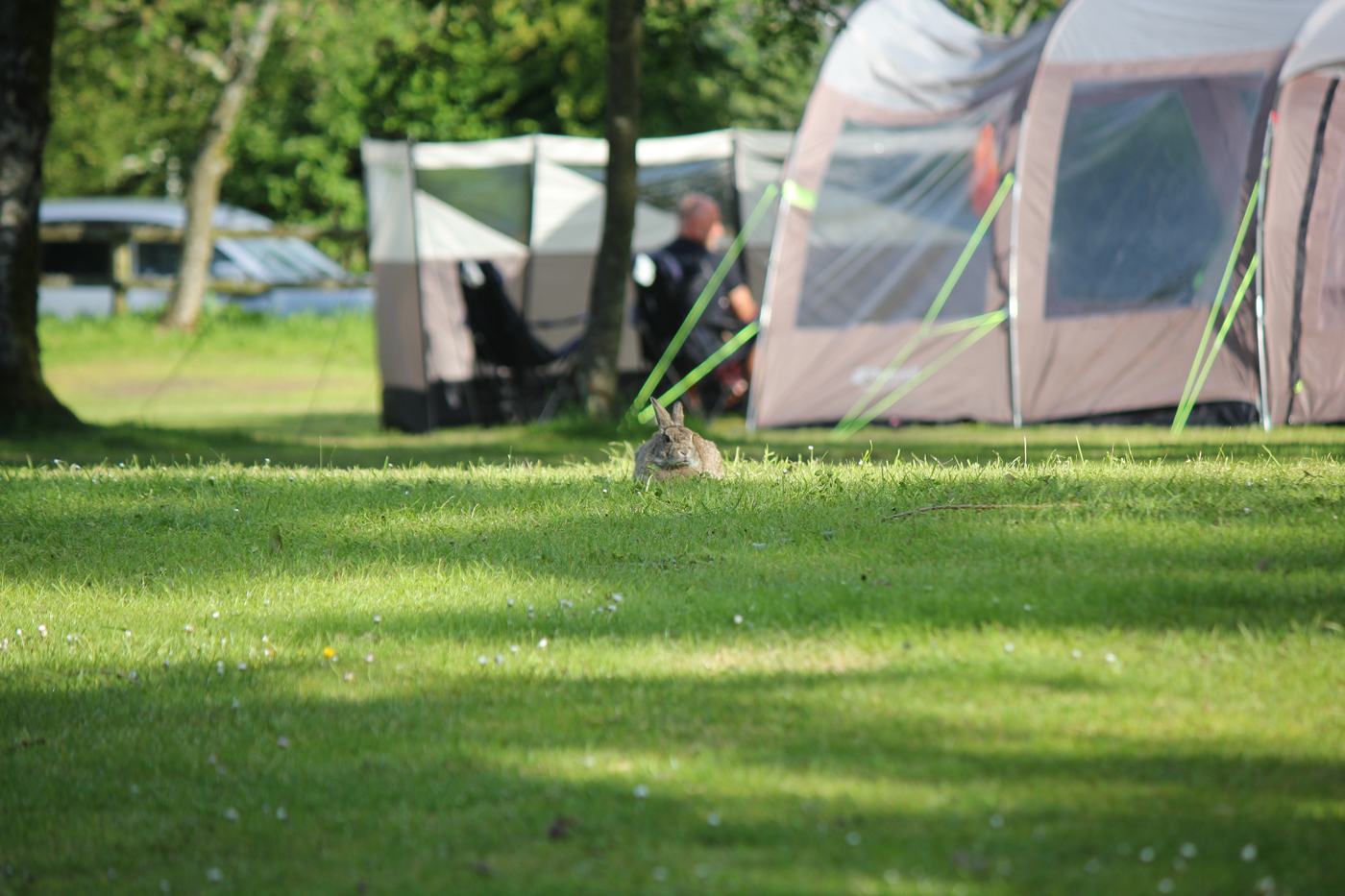 camping wildlife