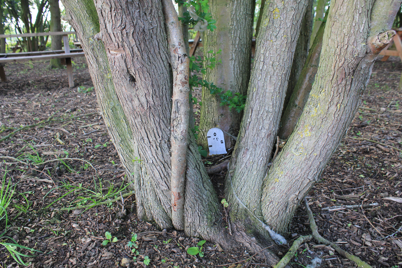Fairy doors in the woods