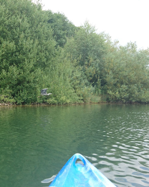 A Heron taking off in front of my Kayak