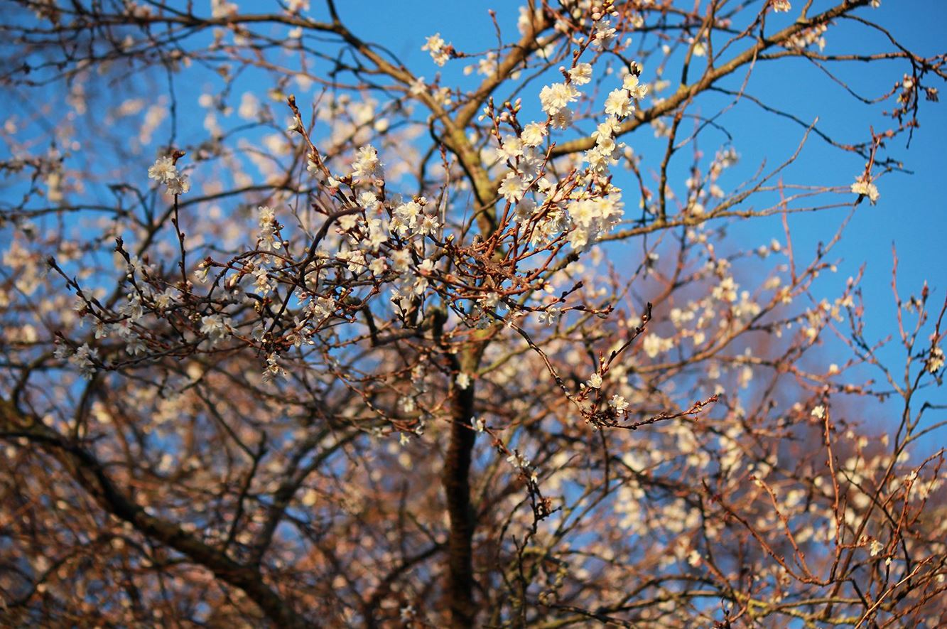 Early blossom January 2018