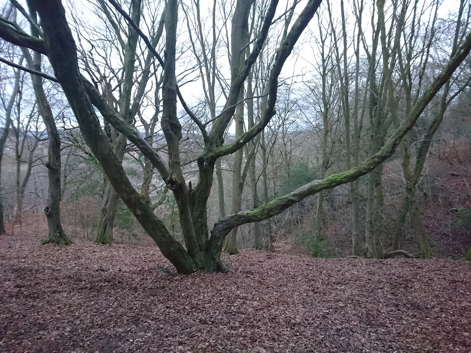 Whitcliffe Common Ludlow