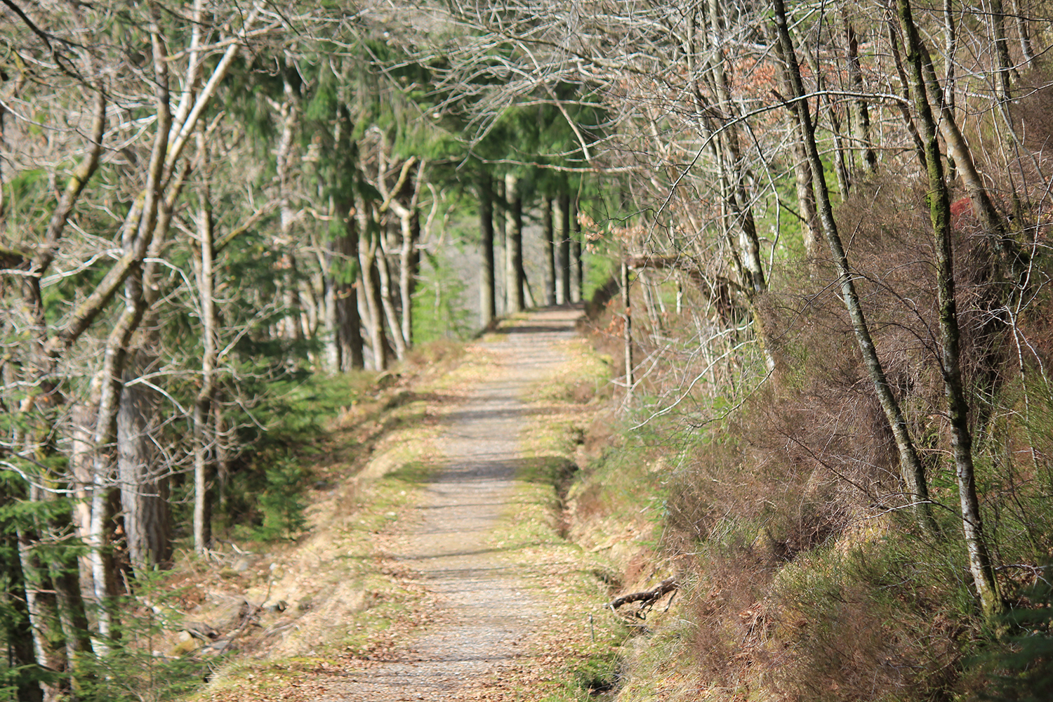 One of the loch-side walking trails in Queen Elizabeth Forest Park