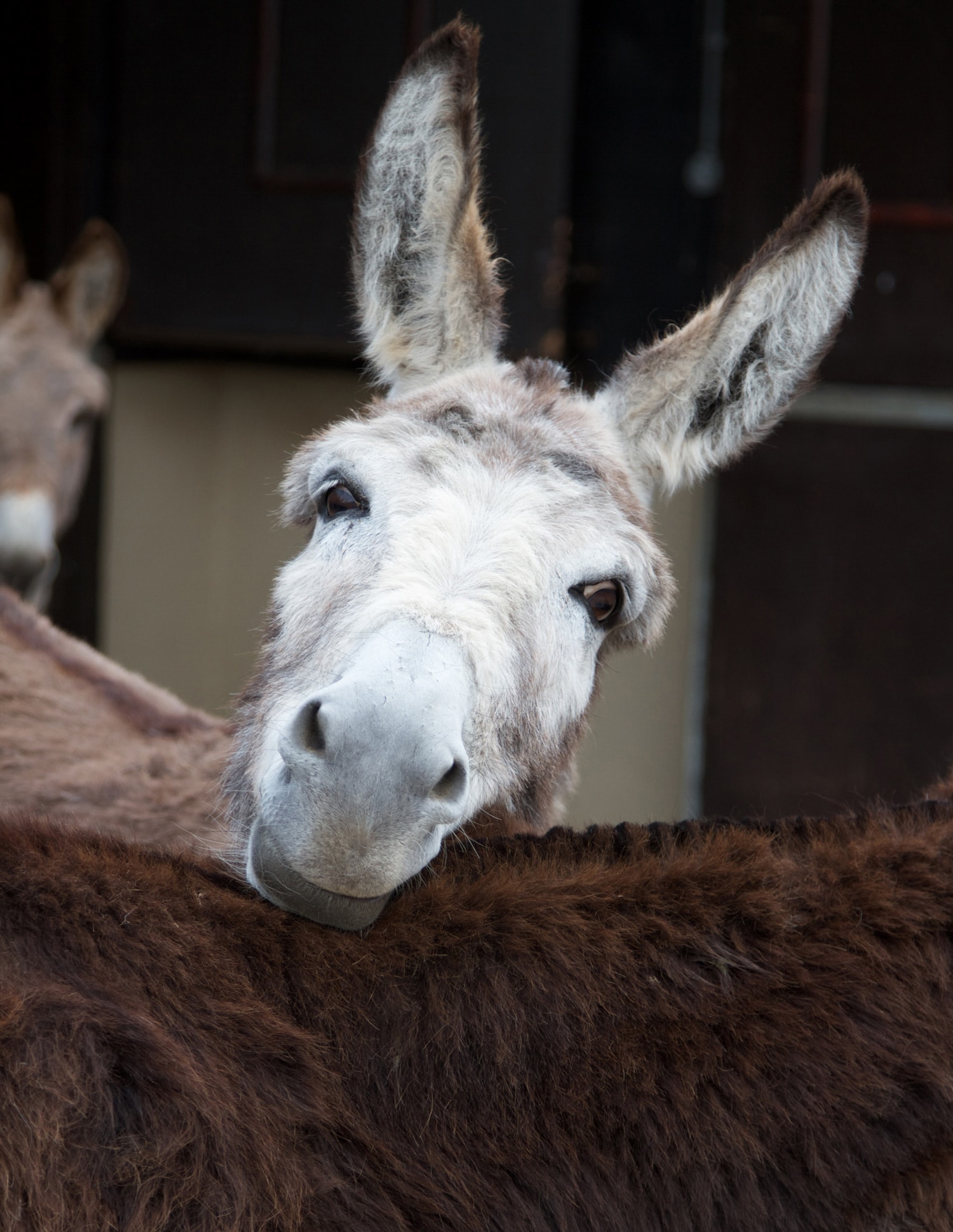 Bray and Stay Donkey Camping Devon