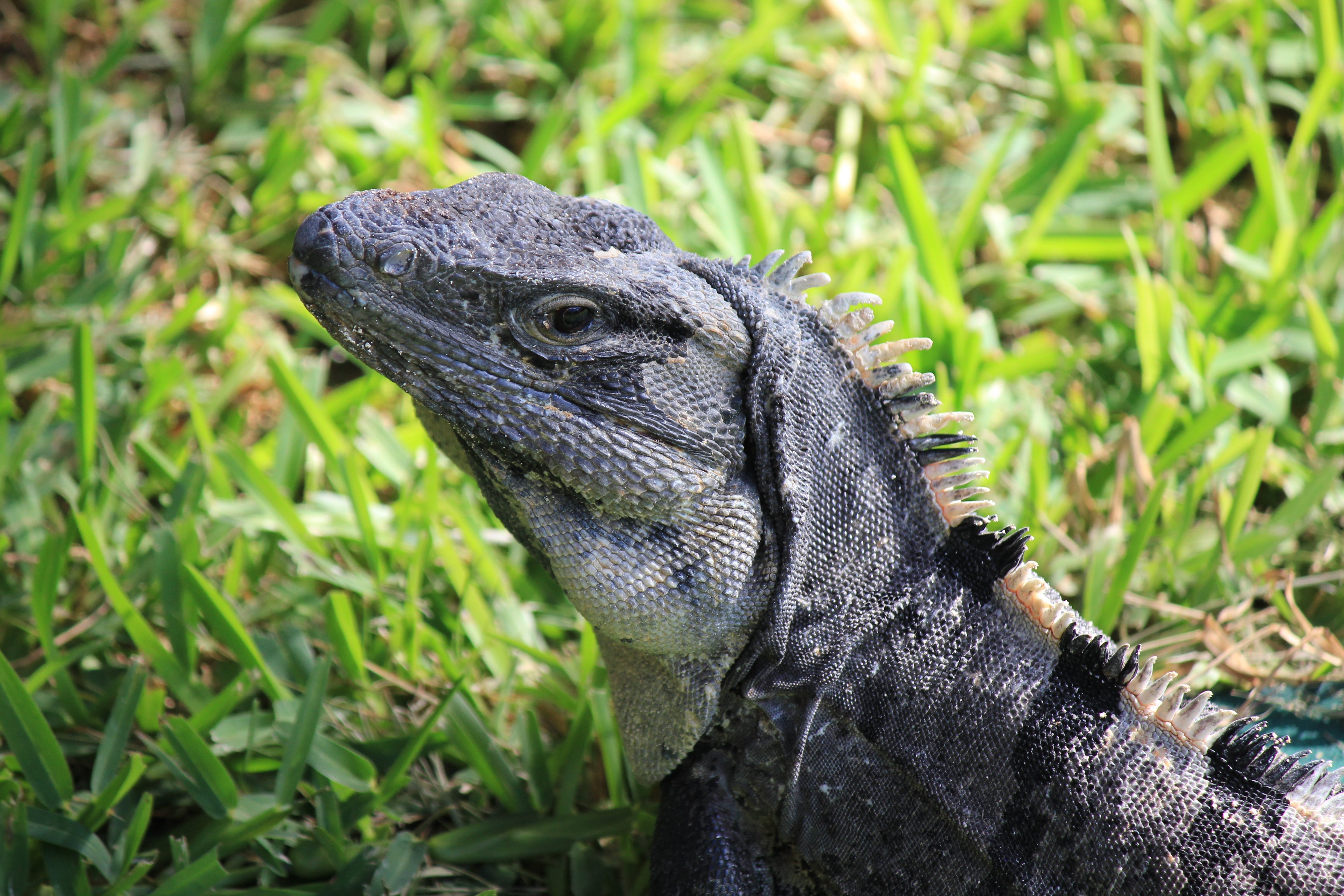 Iguana TRS Yucatan