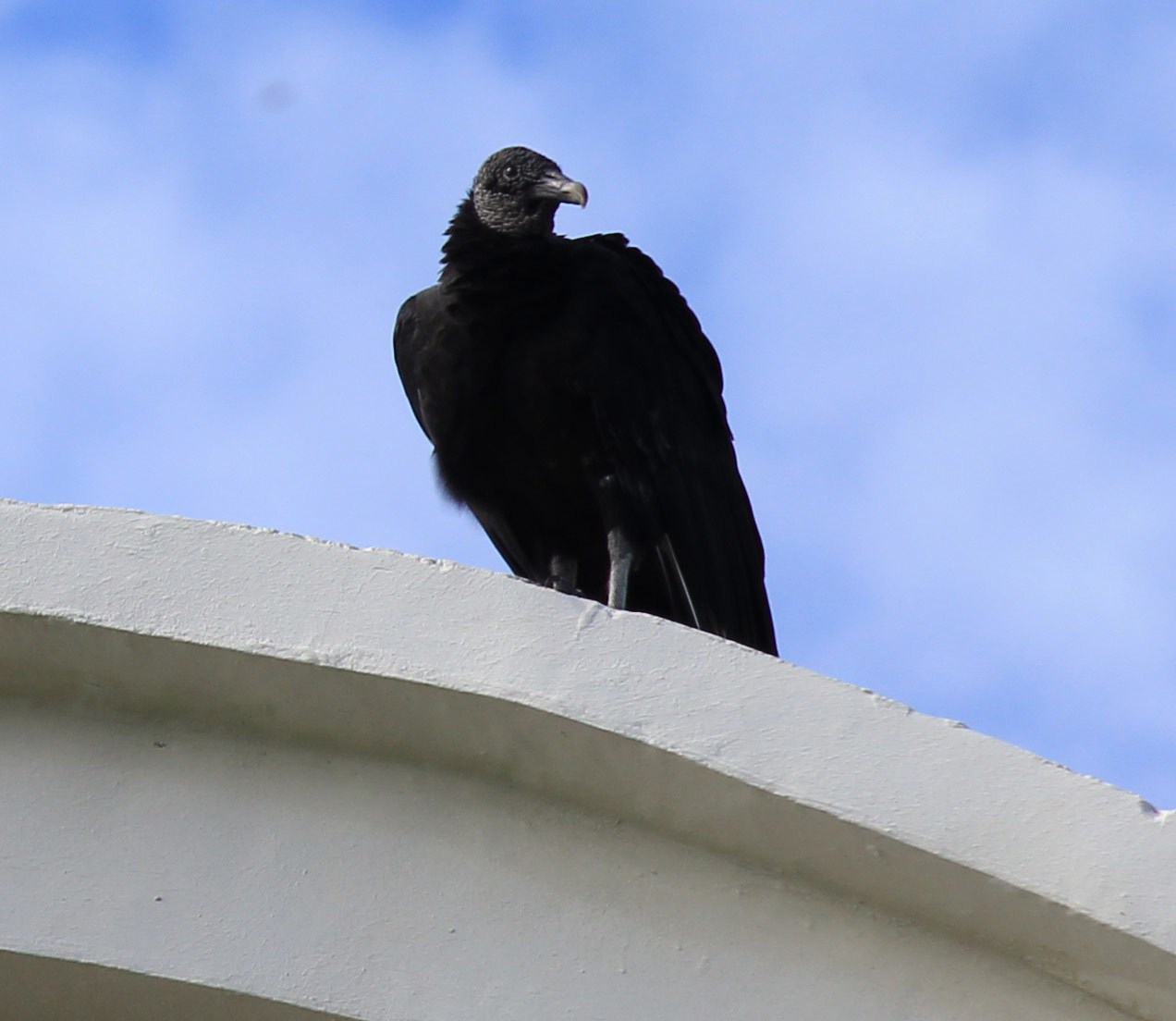 Black vultures in Mexico