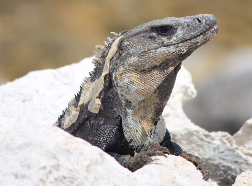 Iguana in Mexico, Yucatan
