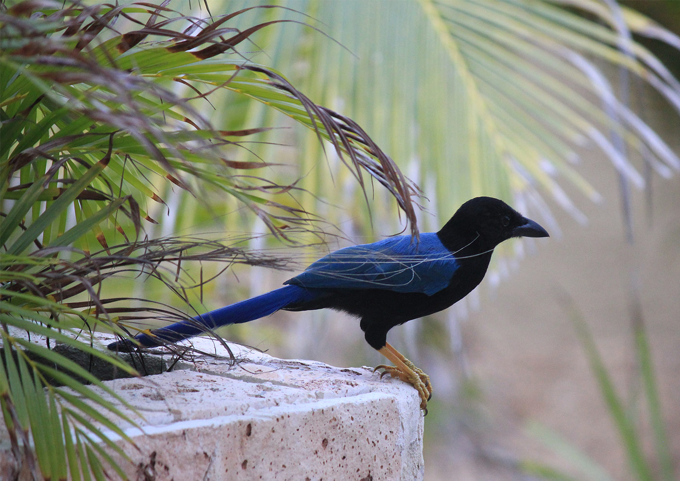 Yucatan Jay Bird