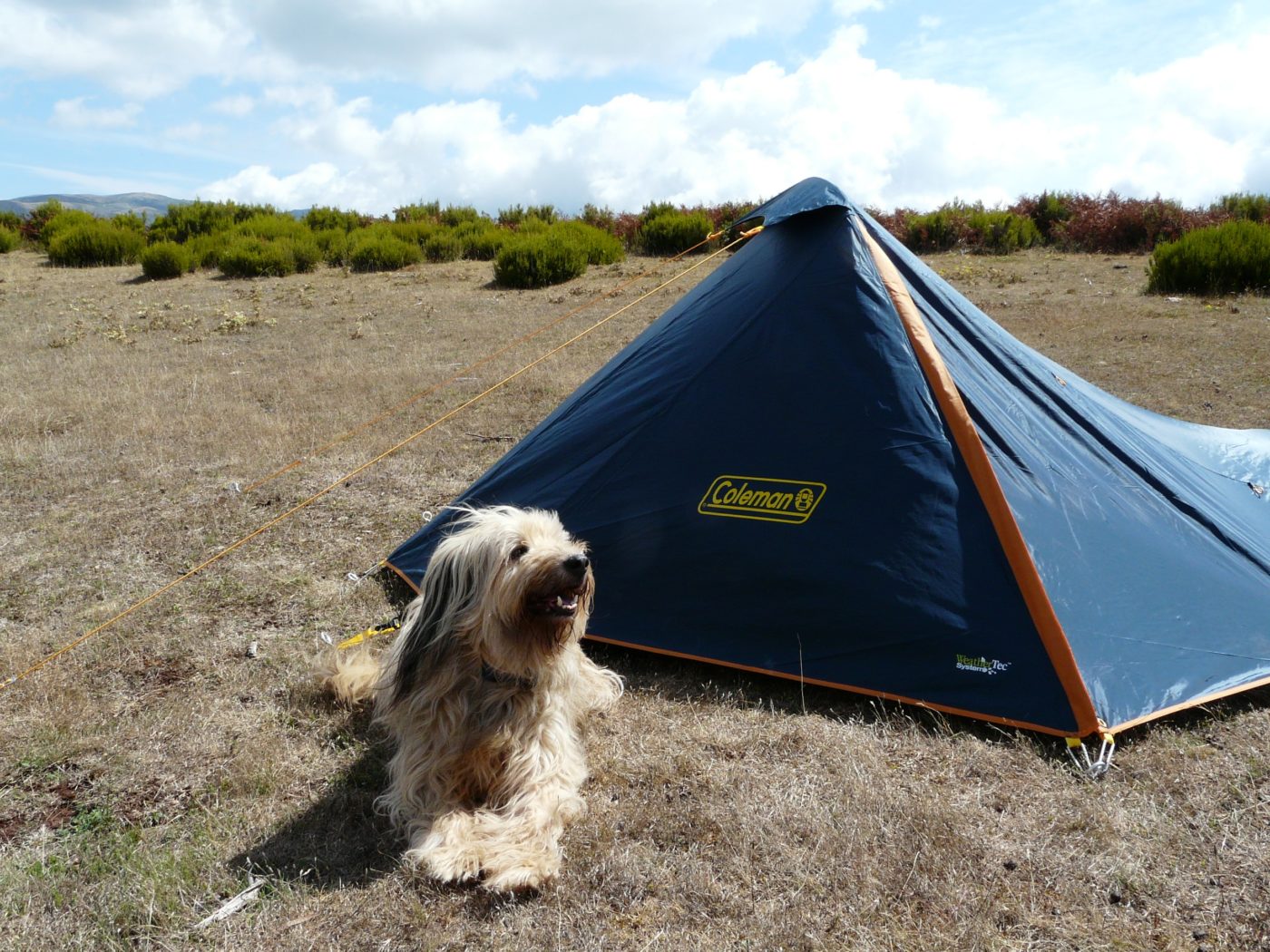 Travel with dogs