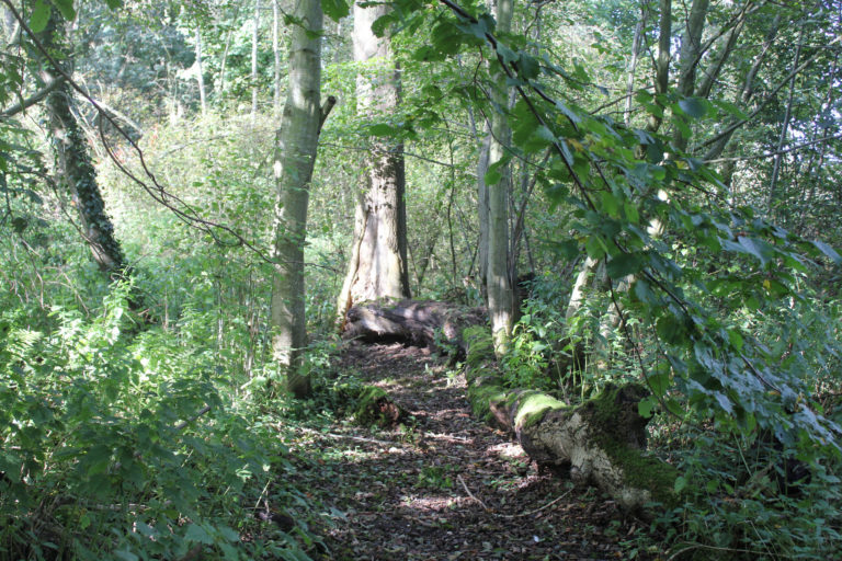 Forest Bathing