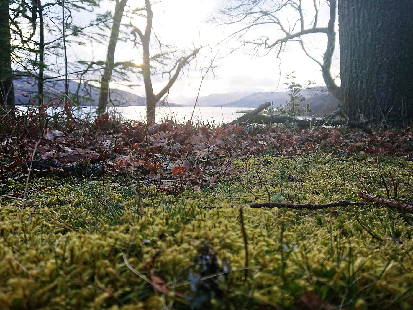 Woodland beside a loch