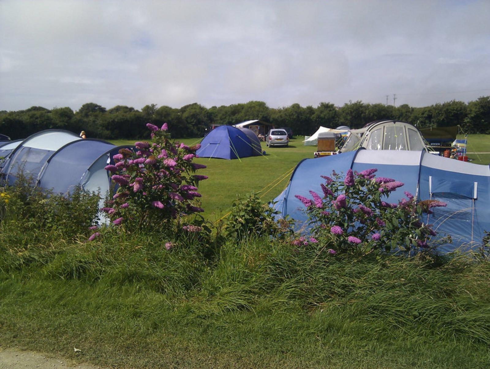 Tom's Field Campsite, Dorset