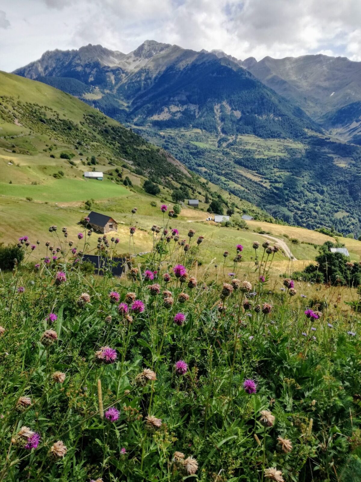 Mountain landscape with wildflowers in Pyrenees, Spain
