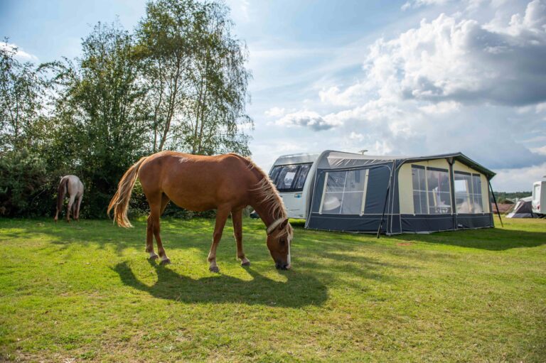 New forest camping